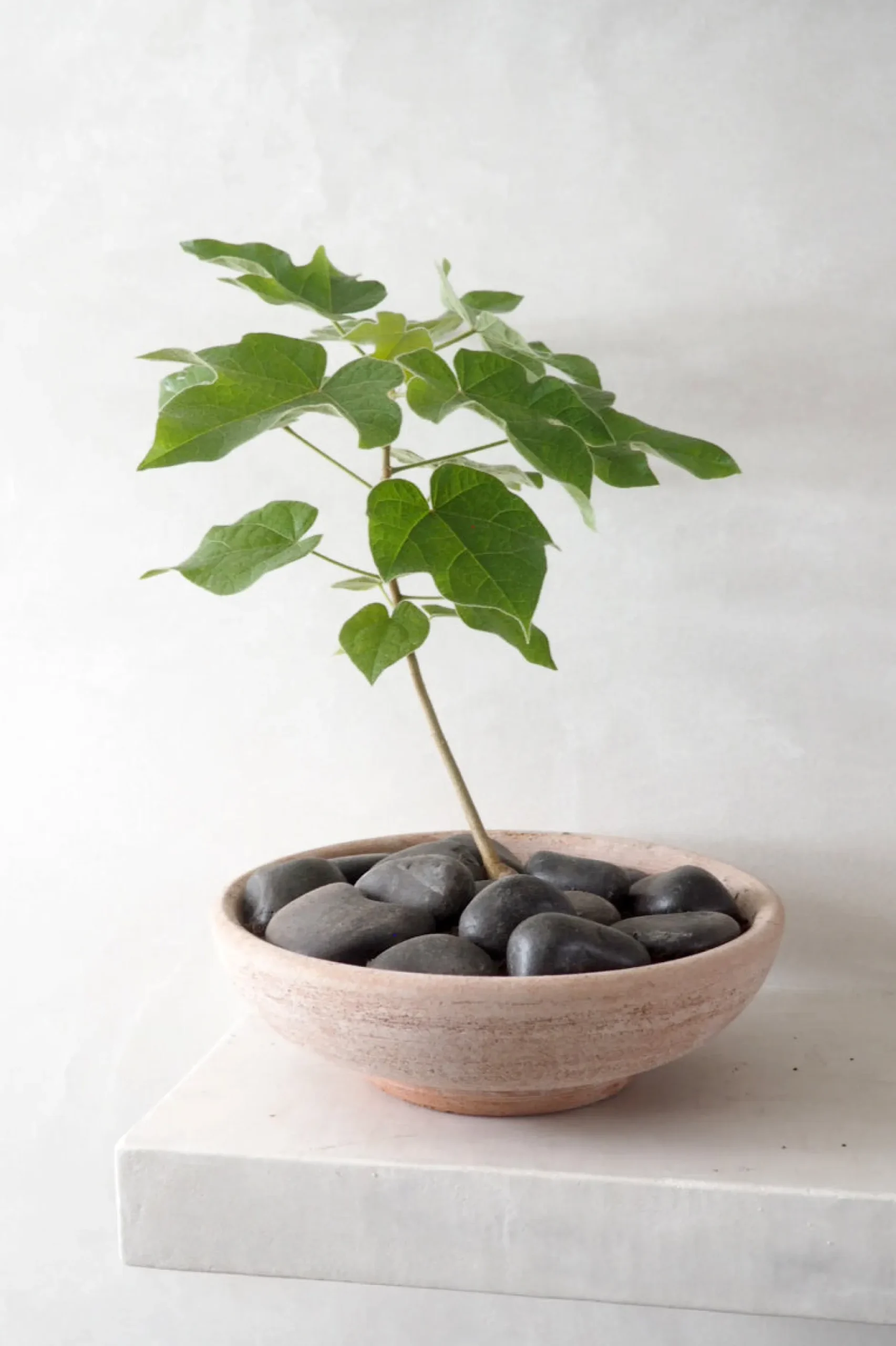 Terrakotta-Krukker|Mellem^PLANT Ada, rosa