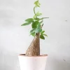Ørkenplanter Og Knoldplanter^PLANT Adenia viridiflora