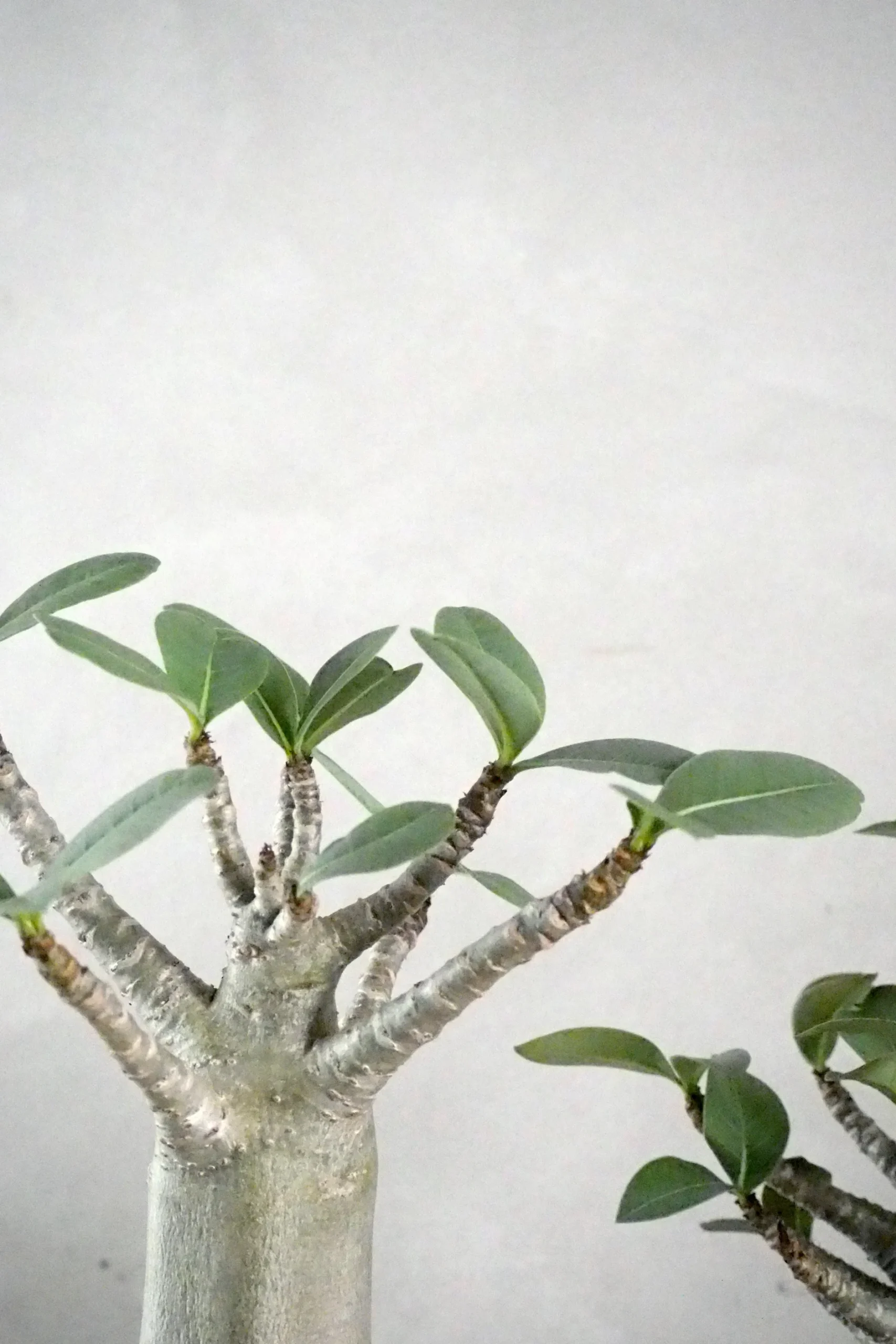 Ørkenplanter Og Knoldplanter^PLANT Adenium ansu "mini baobab"