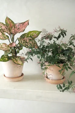 Tropiske Planter^PLANT Aglaonema Spotted star, medium
