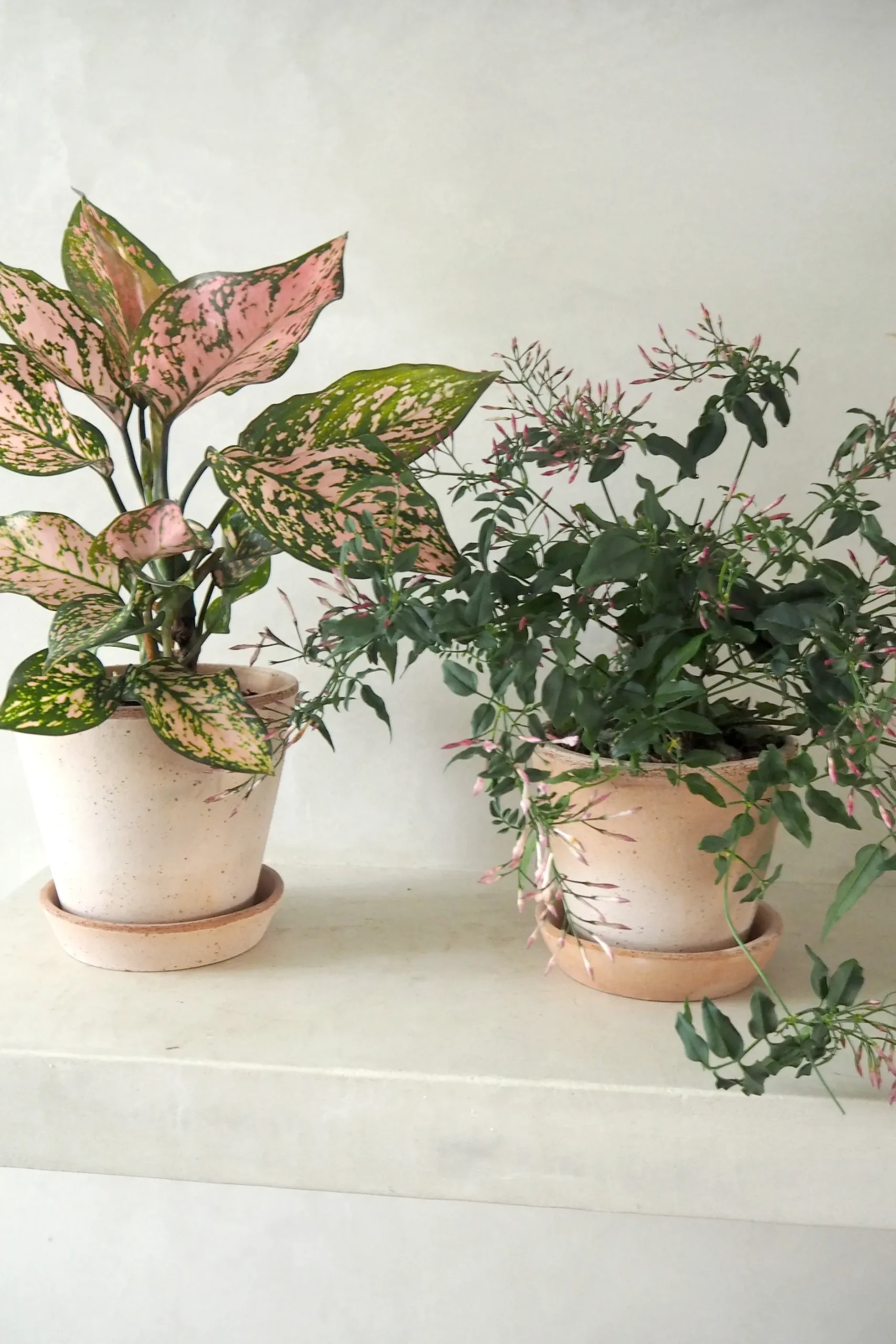 Tropiske Planter^PLANT Aglaonema Spotted star, medium