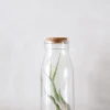 Air Plants^PLANT Air i glas