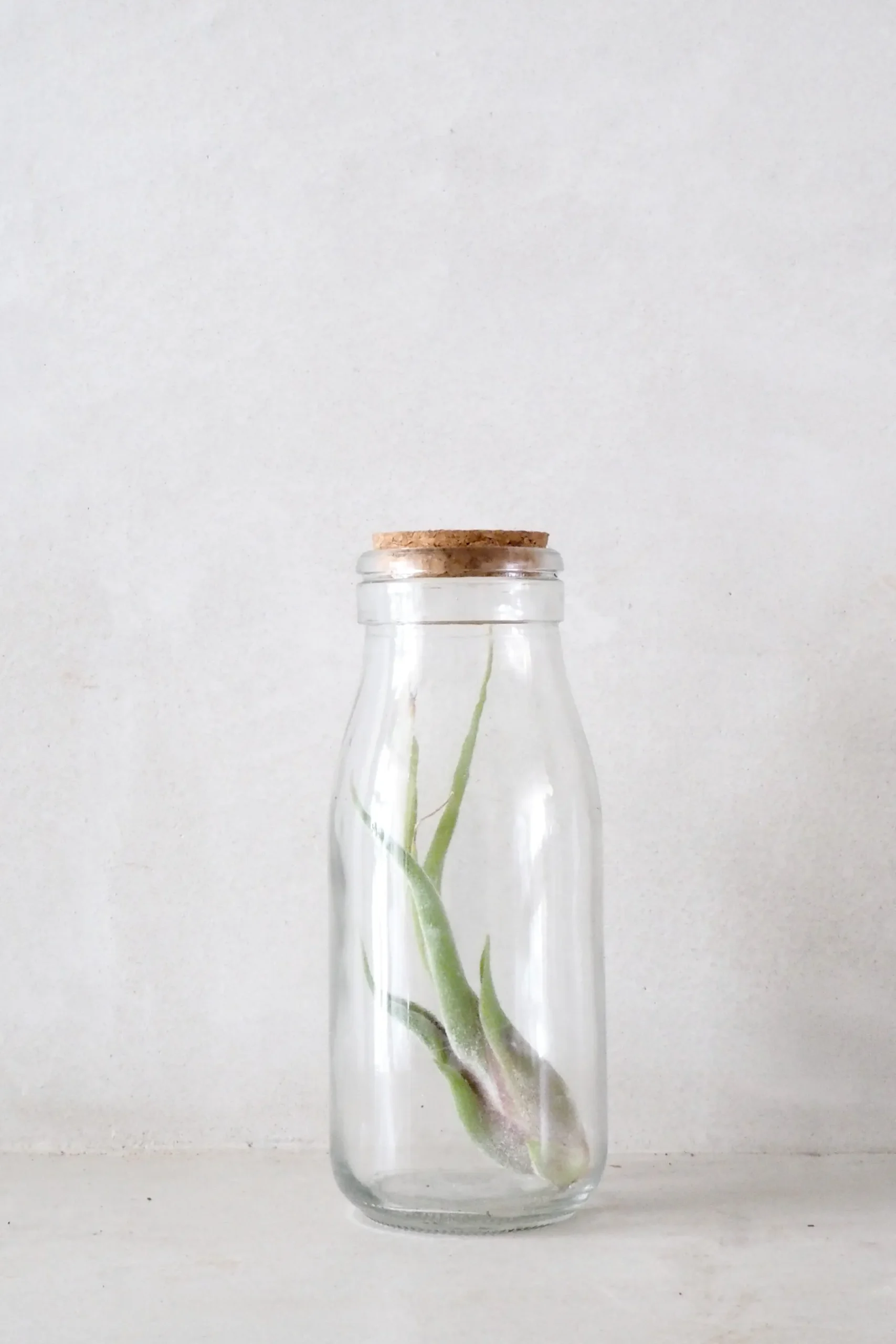 Air Plants^PLANT Air i glas