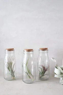 Air Plants^PLANT Air i glas