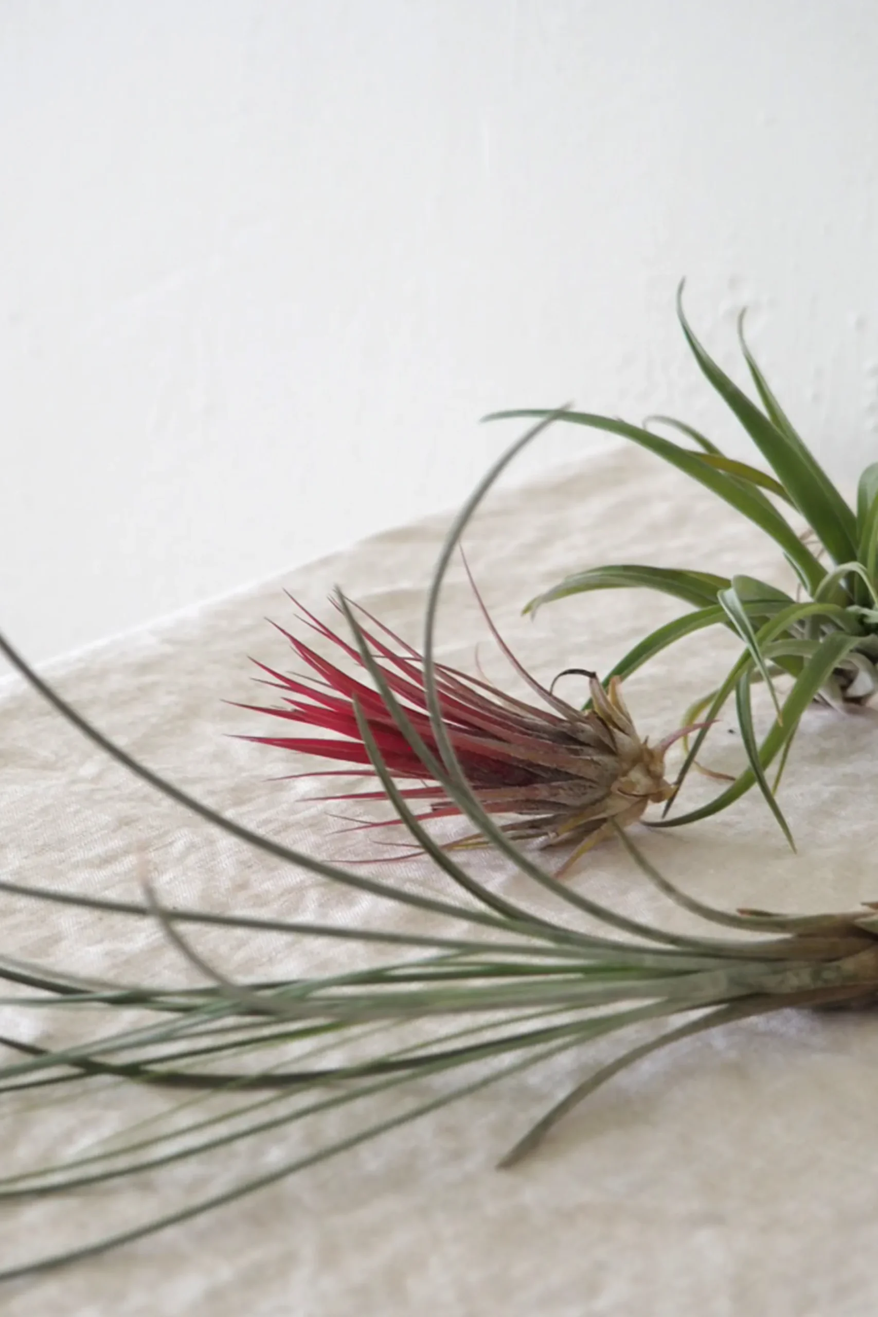 Tropiske Planter|Air Plants^PLANT Air s