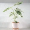 Tropiske Planter^PLANT Alocasia camouflage
