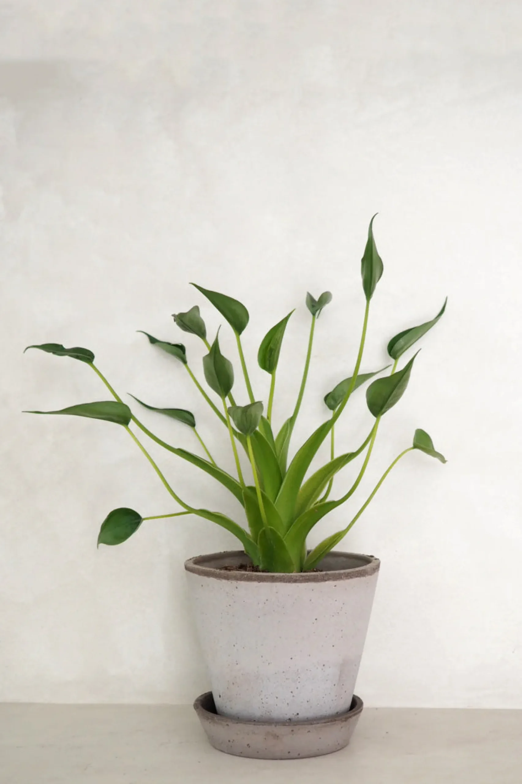 Tropiske Planter^PLANT Alocasia Tiny dancer