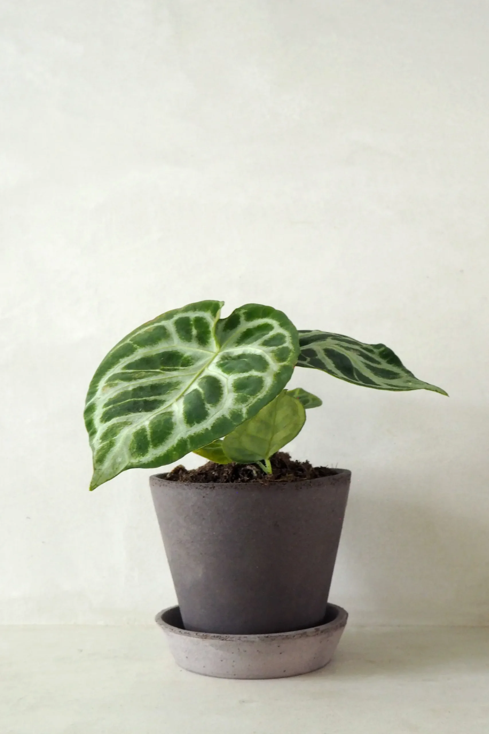 Tropiske Planter^PLANT Anthurium silver Blush