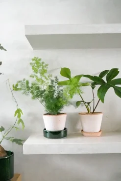 Tropiske Planter^PLANT Asparagus Myriocladus