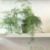 Danskavlede Planter^PLANT Asparagus Setaceus, medium