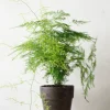 Danskavlede Planter^PLANT Asparagus Setaceus, stor