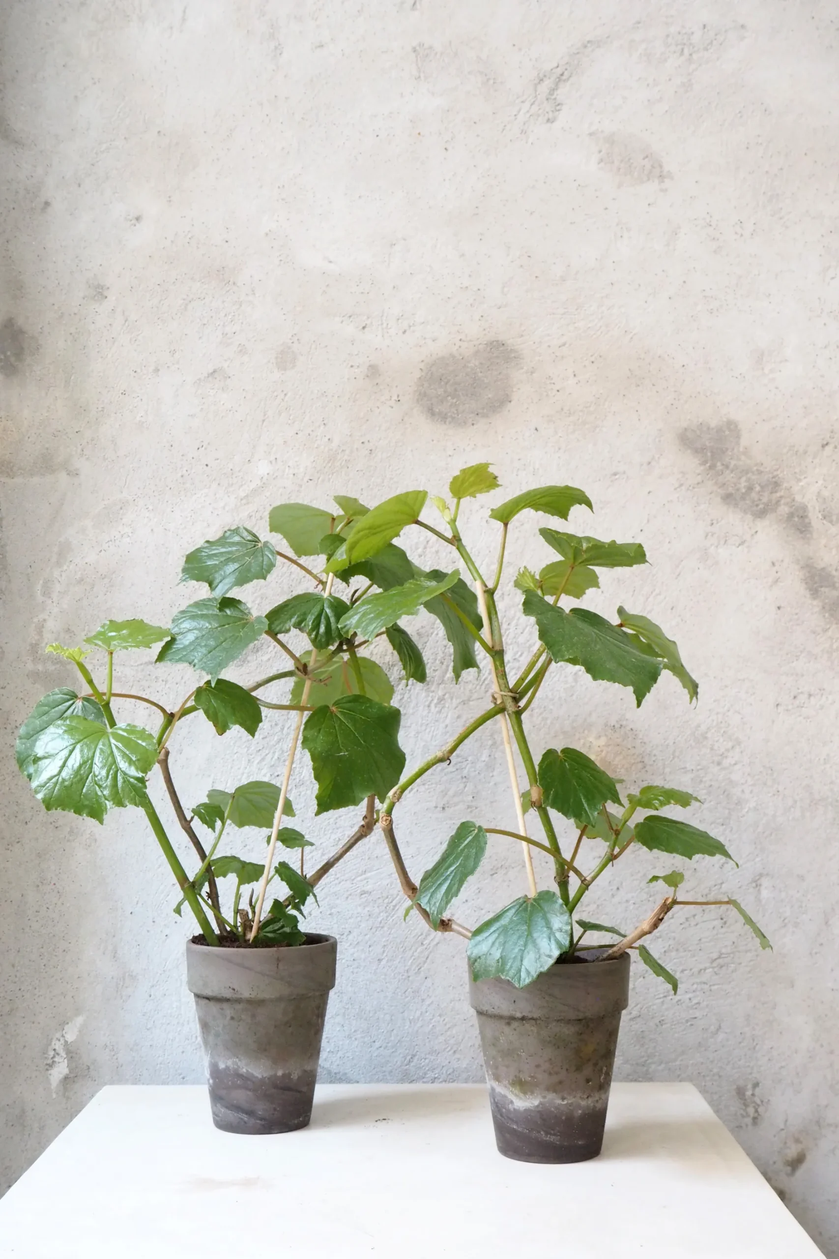 Duftgeranium|Danskavlede Planter^PLANT Begonia convolvulacea