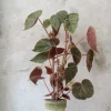 Duftgeranium|Danskavlede Planter^PLANT Begonia Oldemor