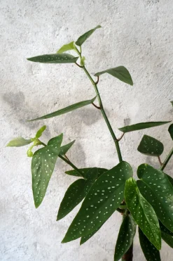 Danskavlede Planter^PLANT Begonia opstammet