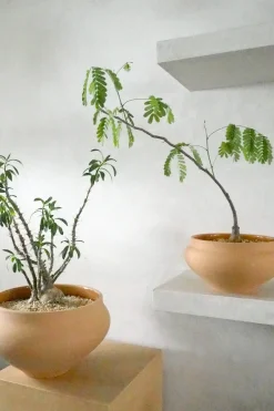 Glaserede Krukker|Stor^PLANT Belle krukke, stor