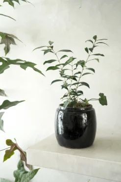 Glaserede Krukker|Mellem^PLANT Berit, sort, ø12 cm