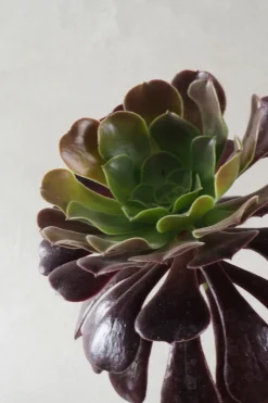 Ørkenplanter Og Knoldplanter|Danskavlede Planter^PLANT Black Rose - Aeonium