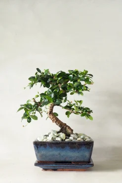 Bonsai^PLANT Bonsai Carmona, medium