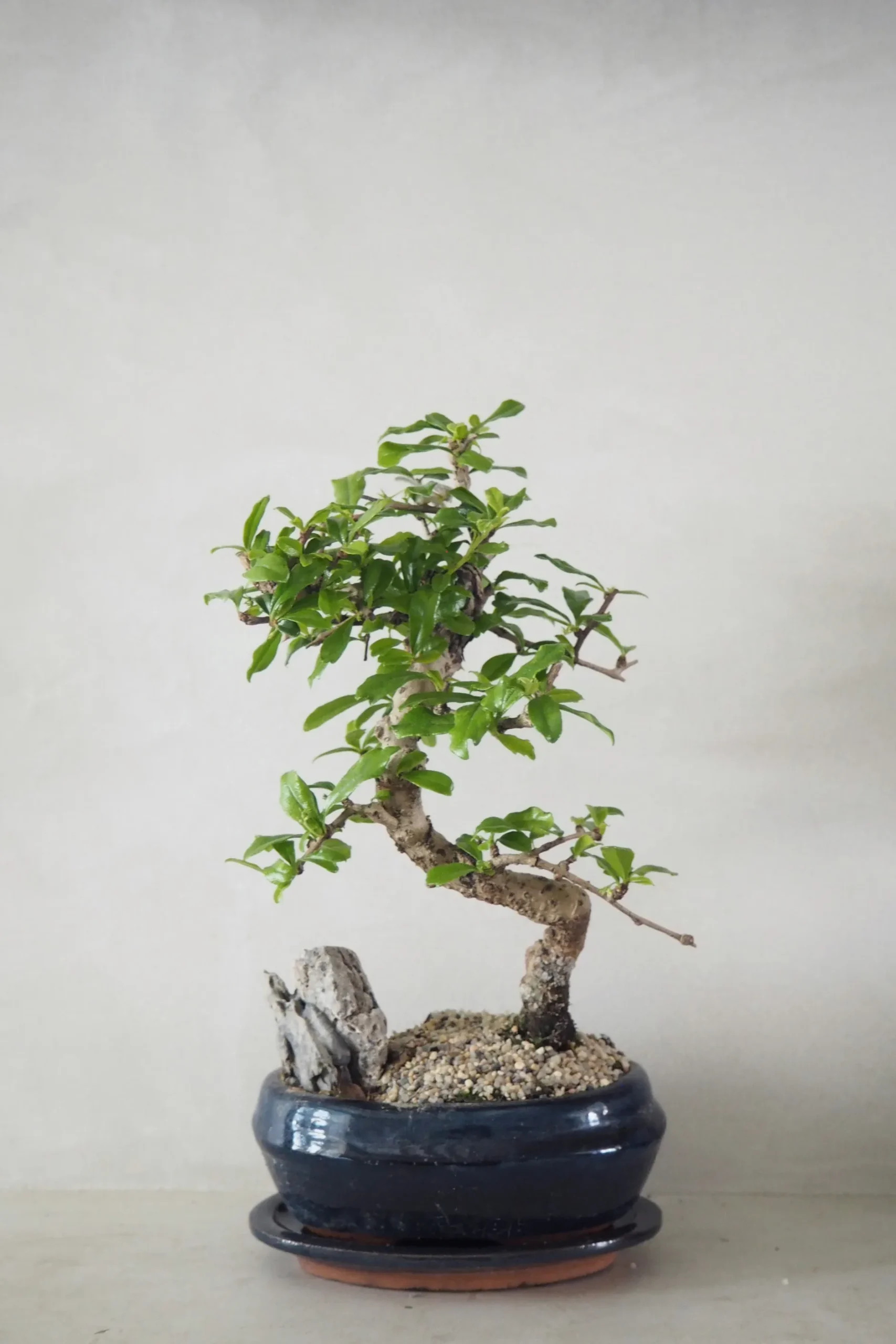 Danskavlede Planter|Bonsai^PLANT Bonsai Carmona, stor