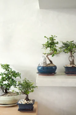 Danskavlede Planter|Bonsai^PLANT Bonsai Carmona, stor