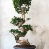 Bonsai|Gulvplanter Og Store Træer^PLANT Bonsai Ficus Ginseng, stor