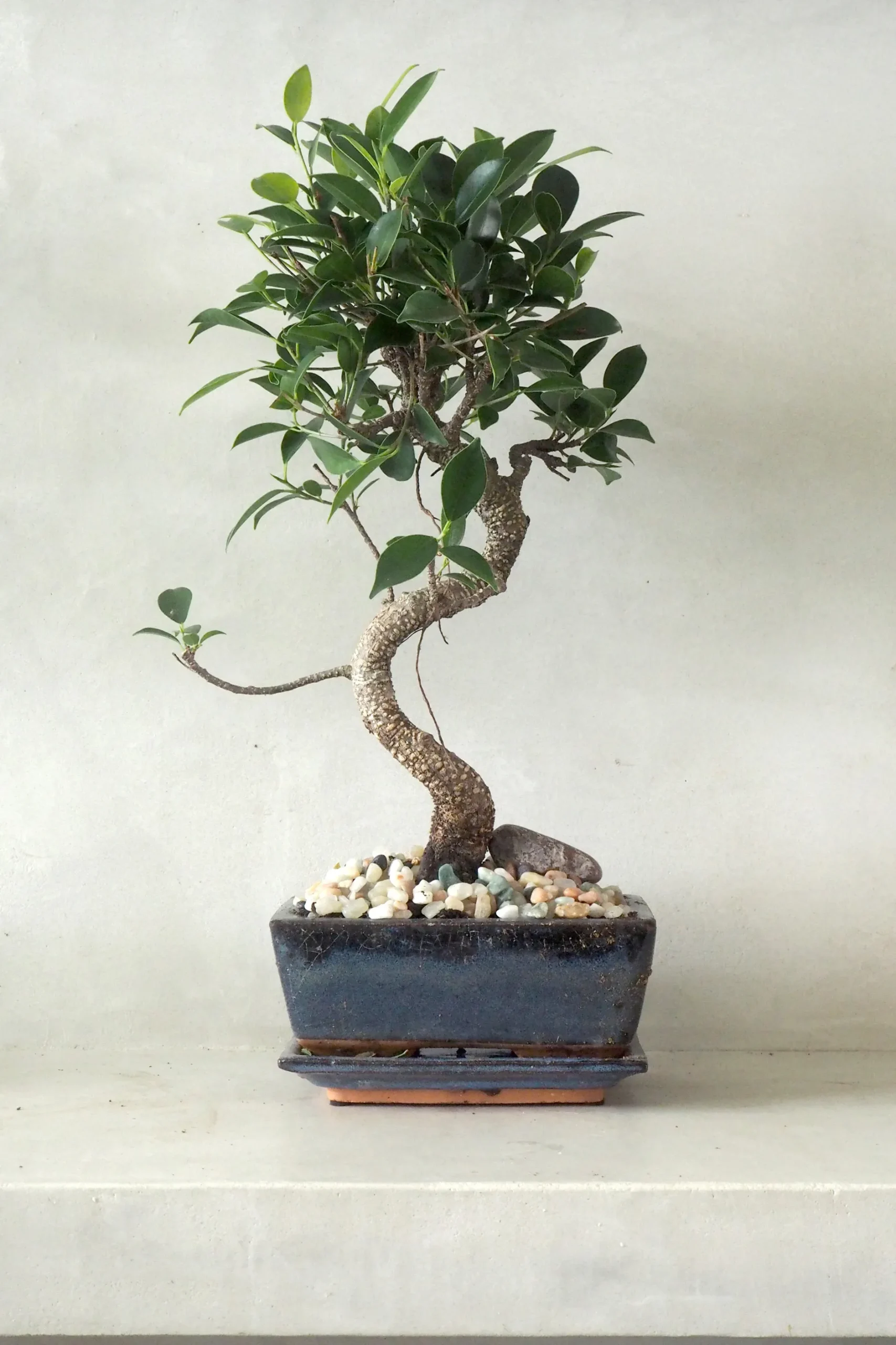 Bonsai^PLANT Bonsai Ficus, medium I