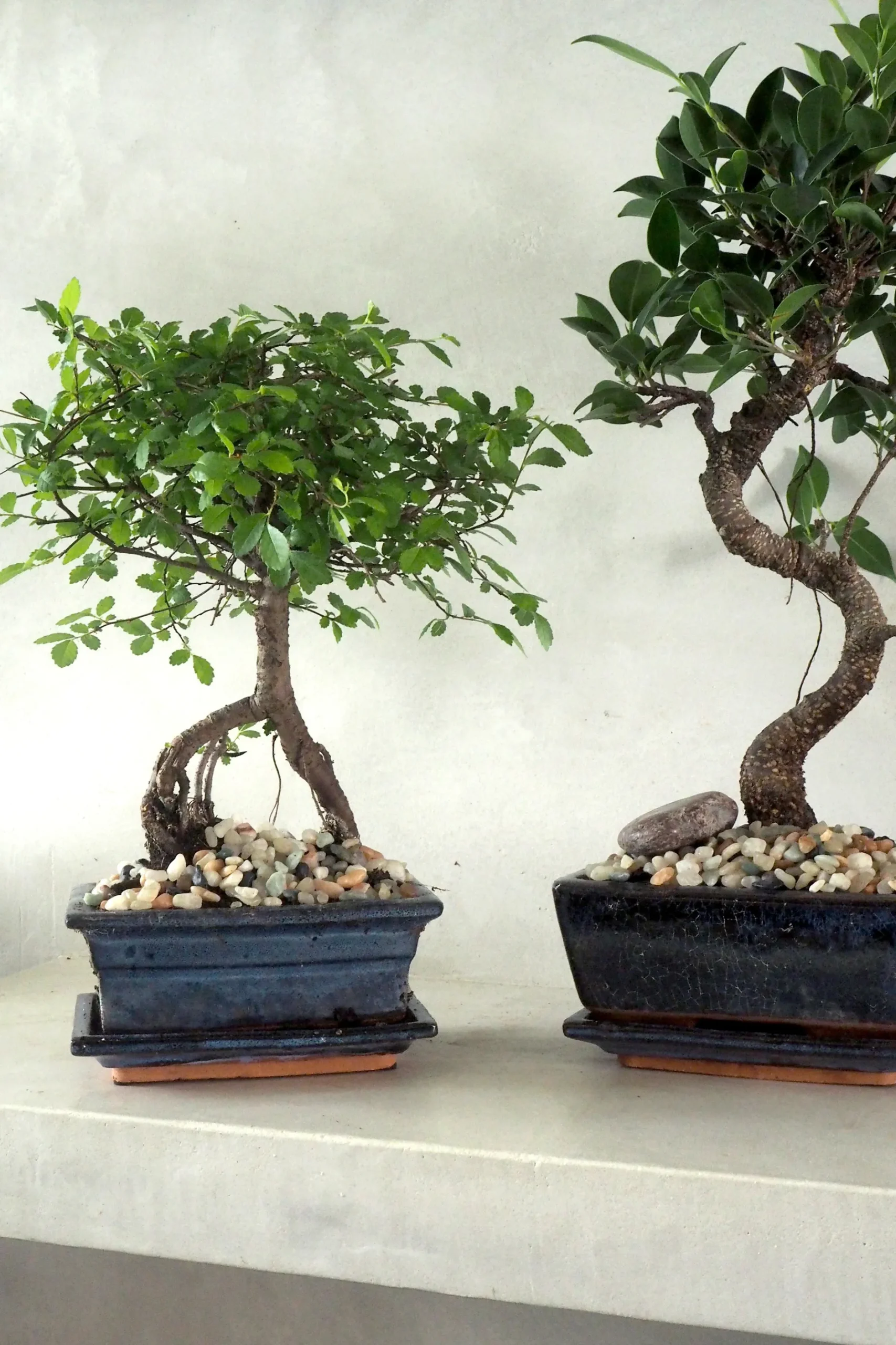 Bonsai^PLANT Bonsai Ficus, medium I