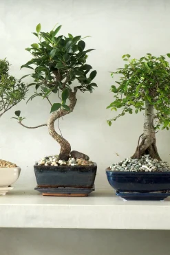 Bonsai^PLANT Bonsai Ficus, medium I