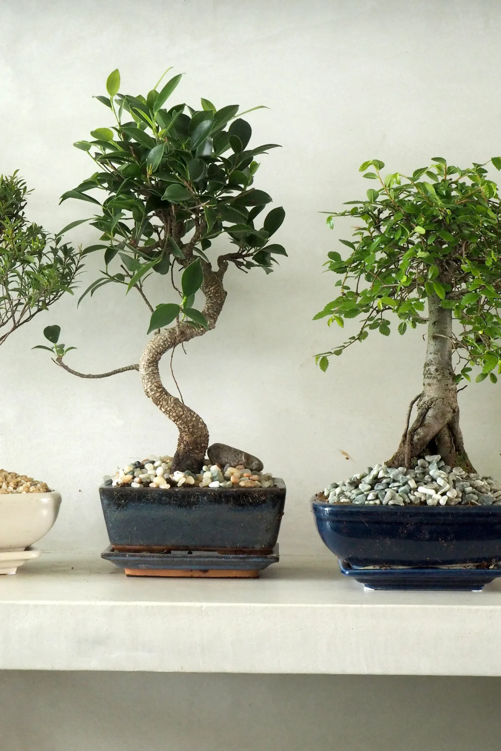 Bonsai^PLANT Bonsai Ficus, medium I