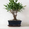 Danskavlede Planter|Bonsai^PLANT Bonsai Ficus, medium II