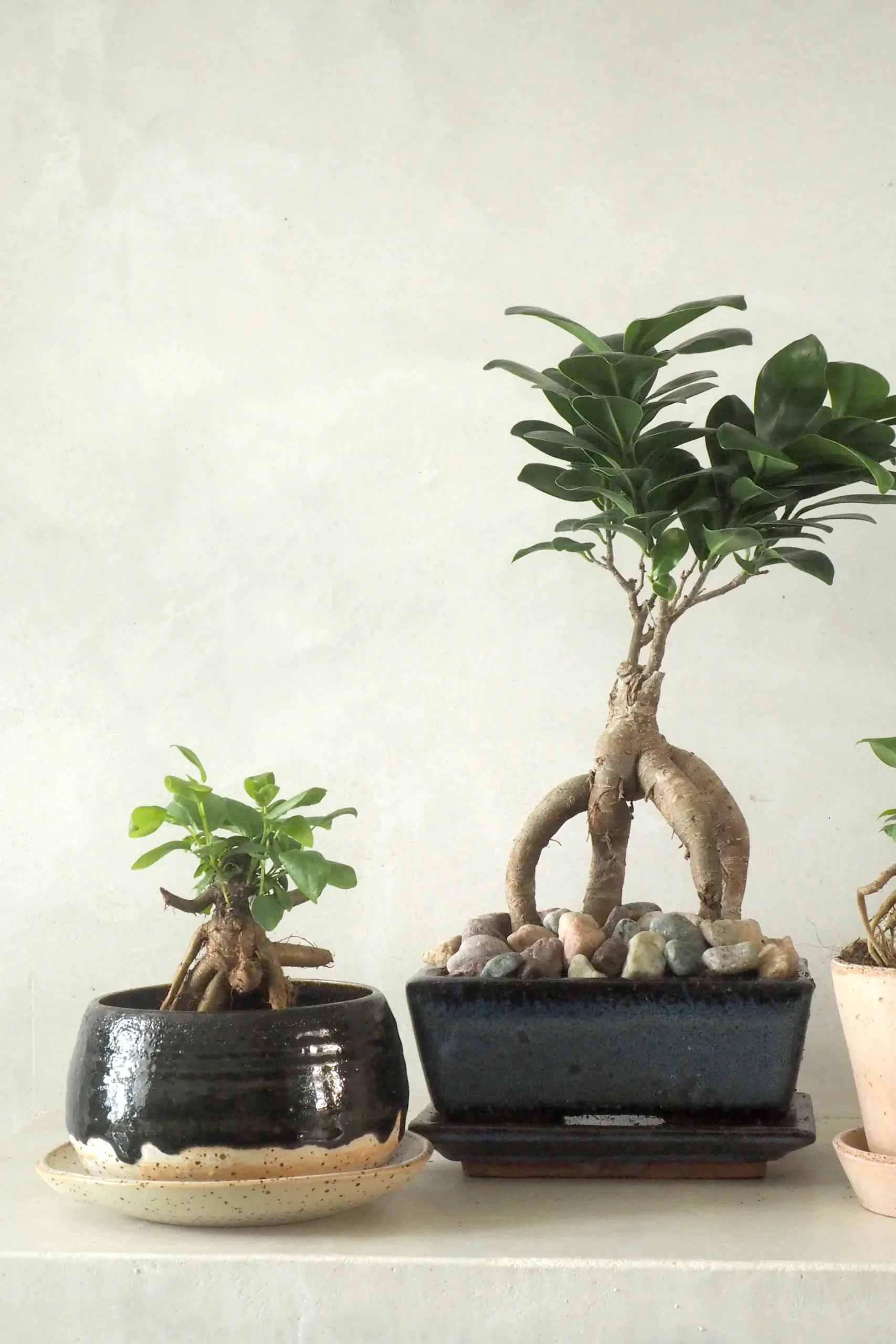 Bonsai^PLANT Bonsai Ficus, medium II