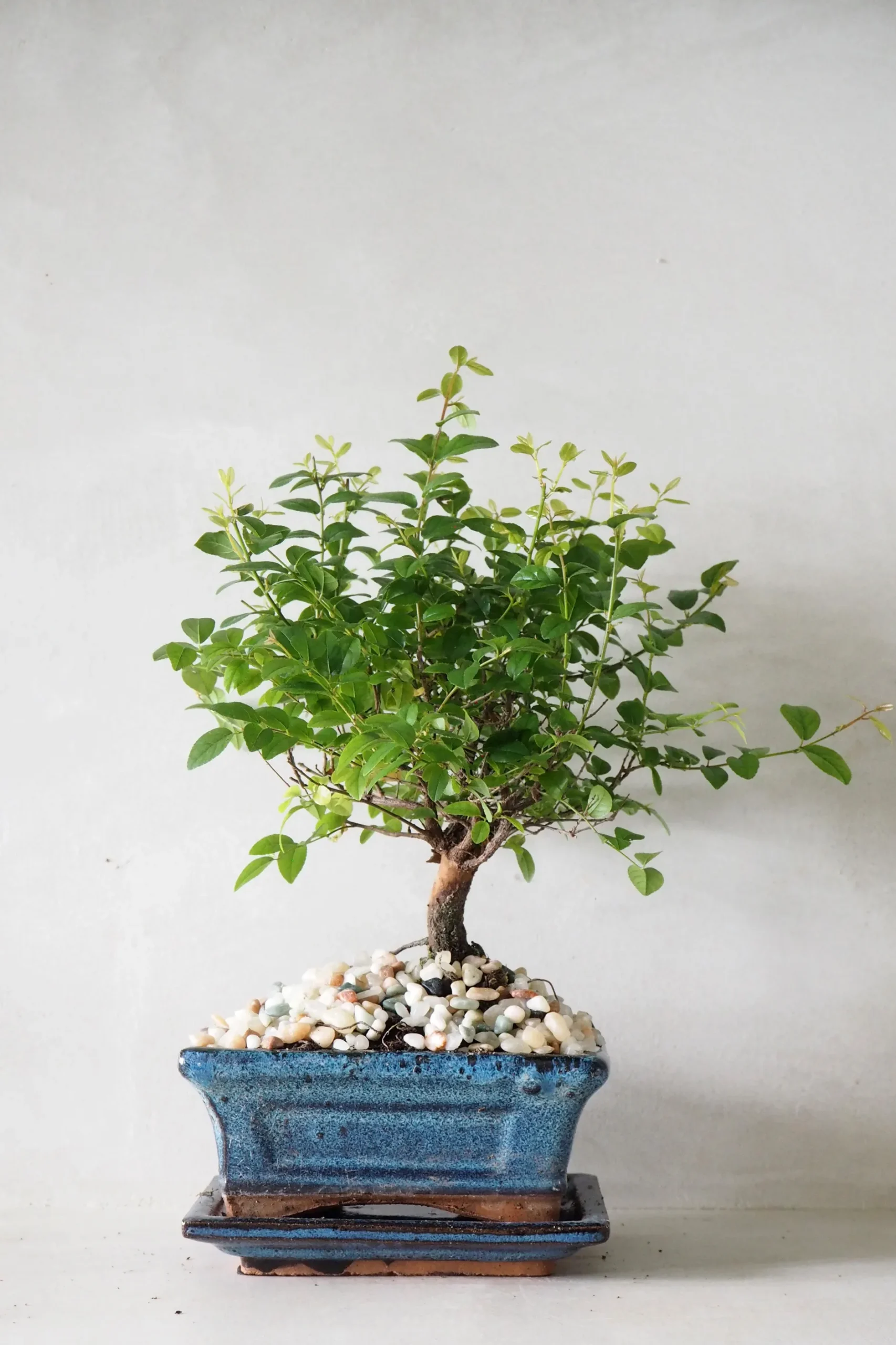 Bonsai^PLANT Bonsai Sageretia, medium