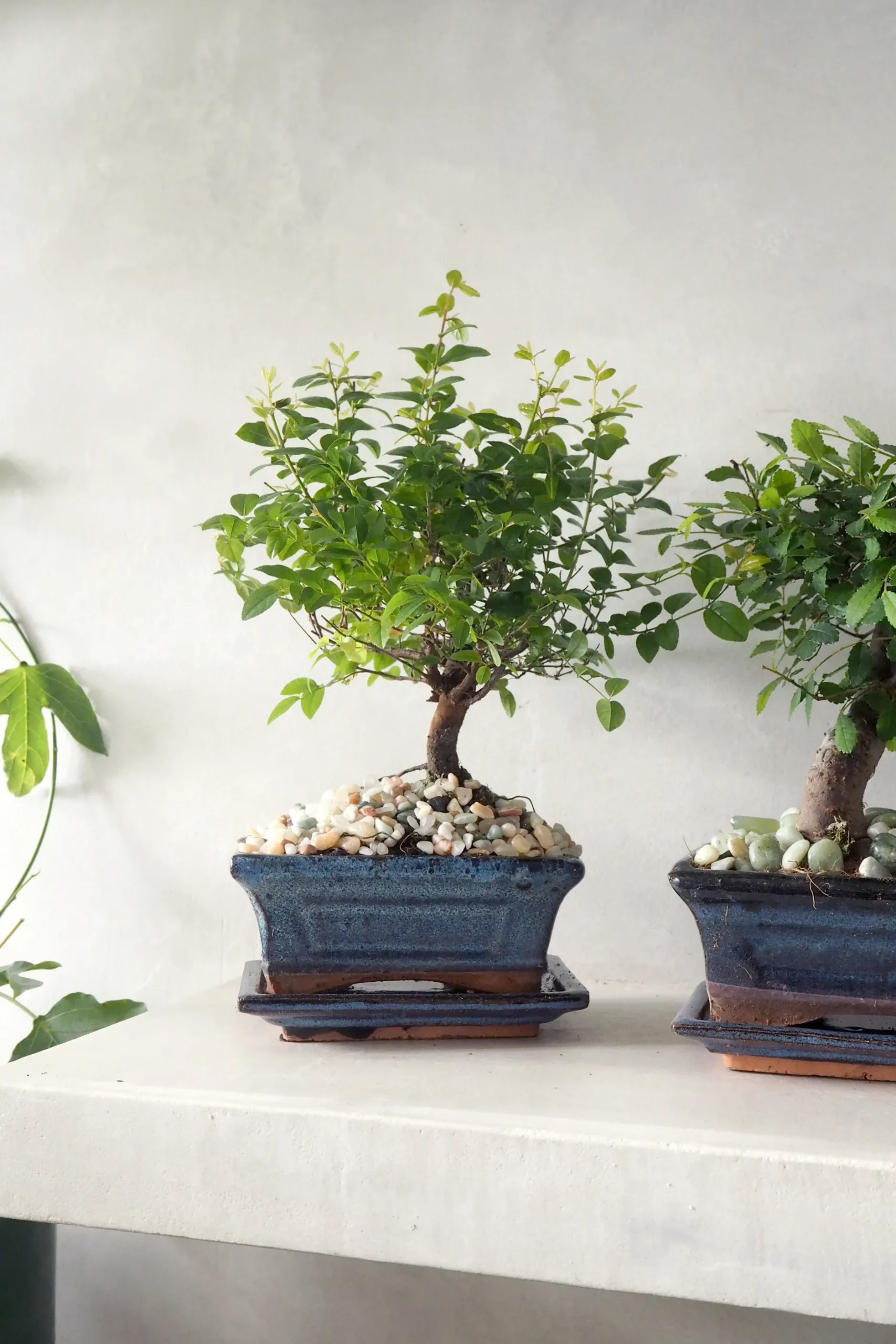 Bonsai^PLANT Bonsai Sageretia, medium