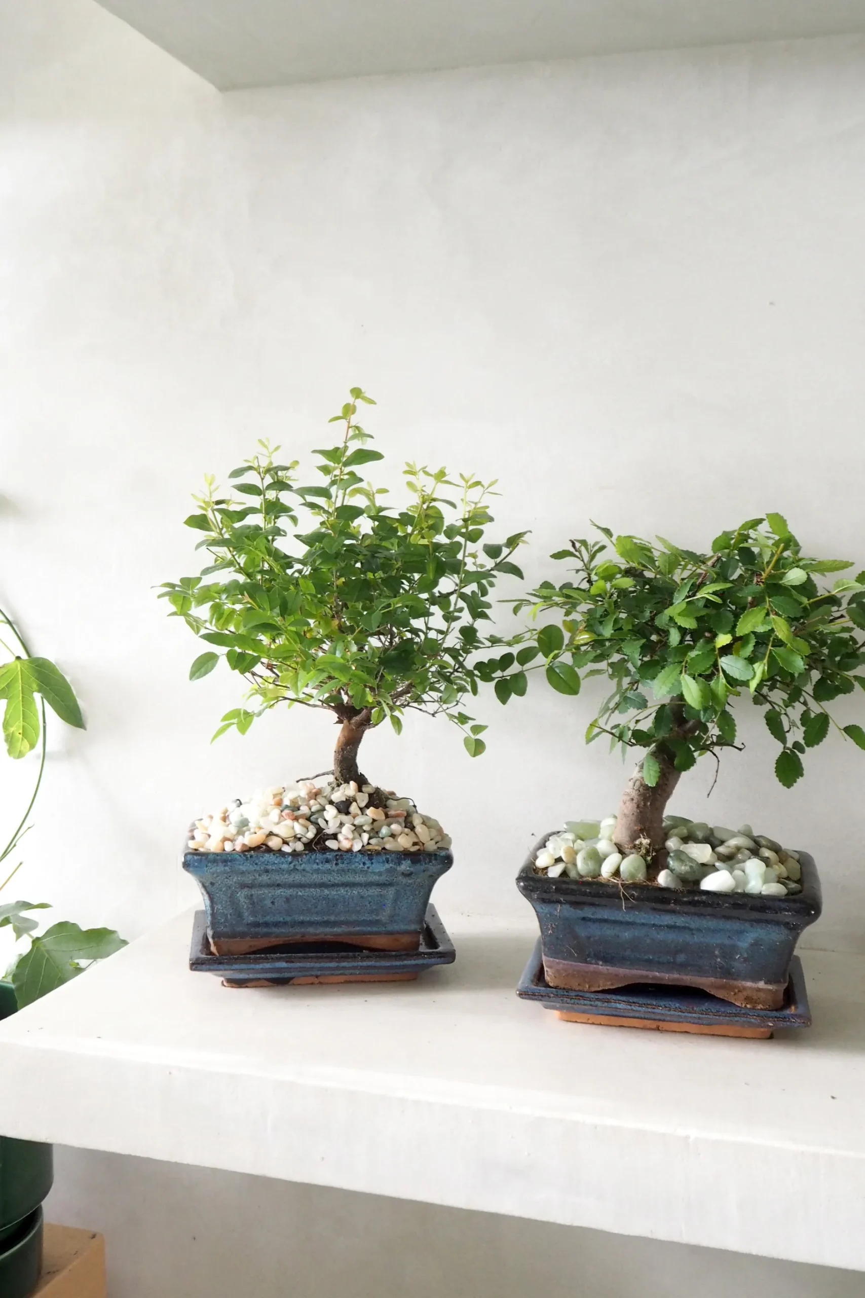Bonsai^PLANT Bonsai Sageretia, medium