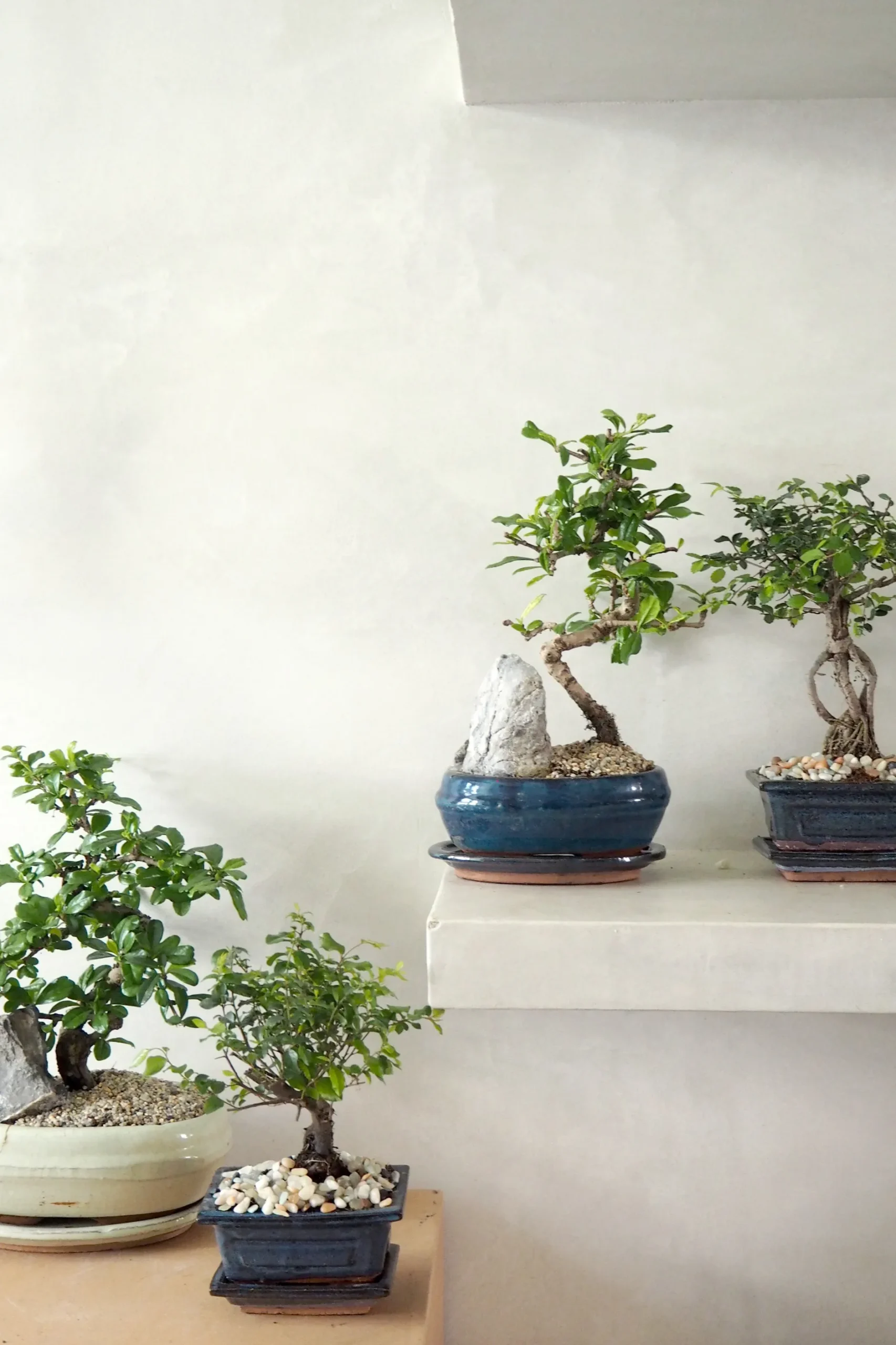 Bonsai^PLANT Bonsai Zelkova, lille