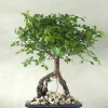 Bonsai^PLANT Bonsai Zelkova, medium