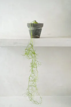 Ørkenplanter Og Knoldplanter^PLANT Bowiea volubilis