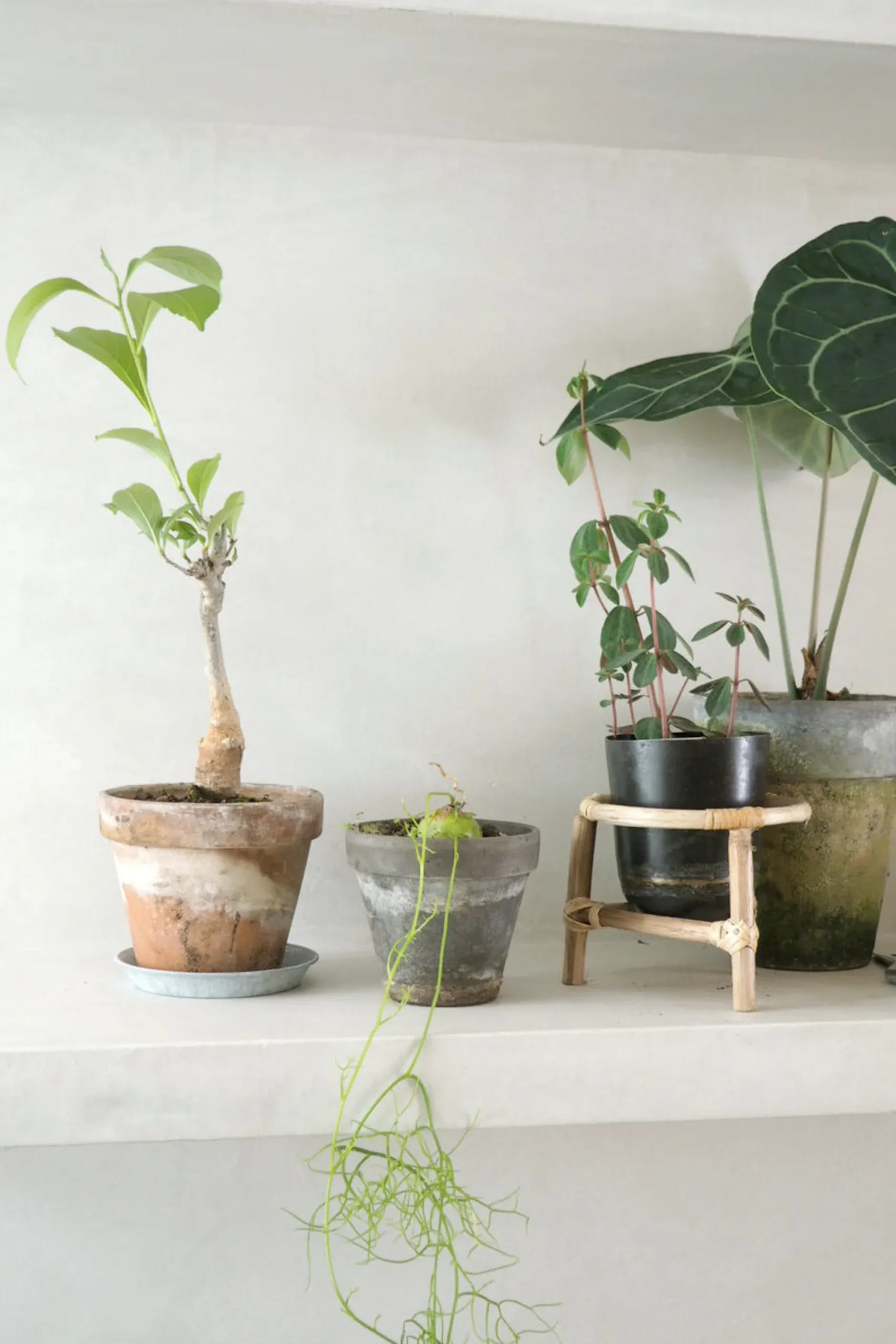 Ørkenplanter Og Knoldplanter^PLANT Bowiea volubilis