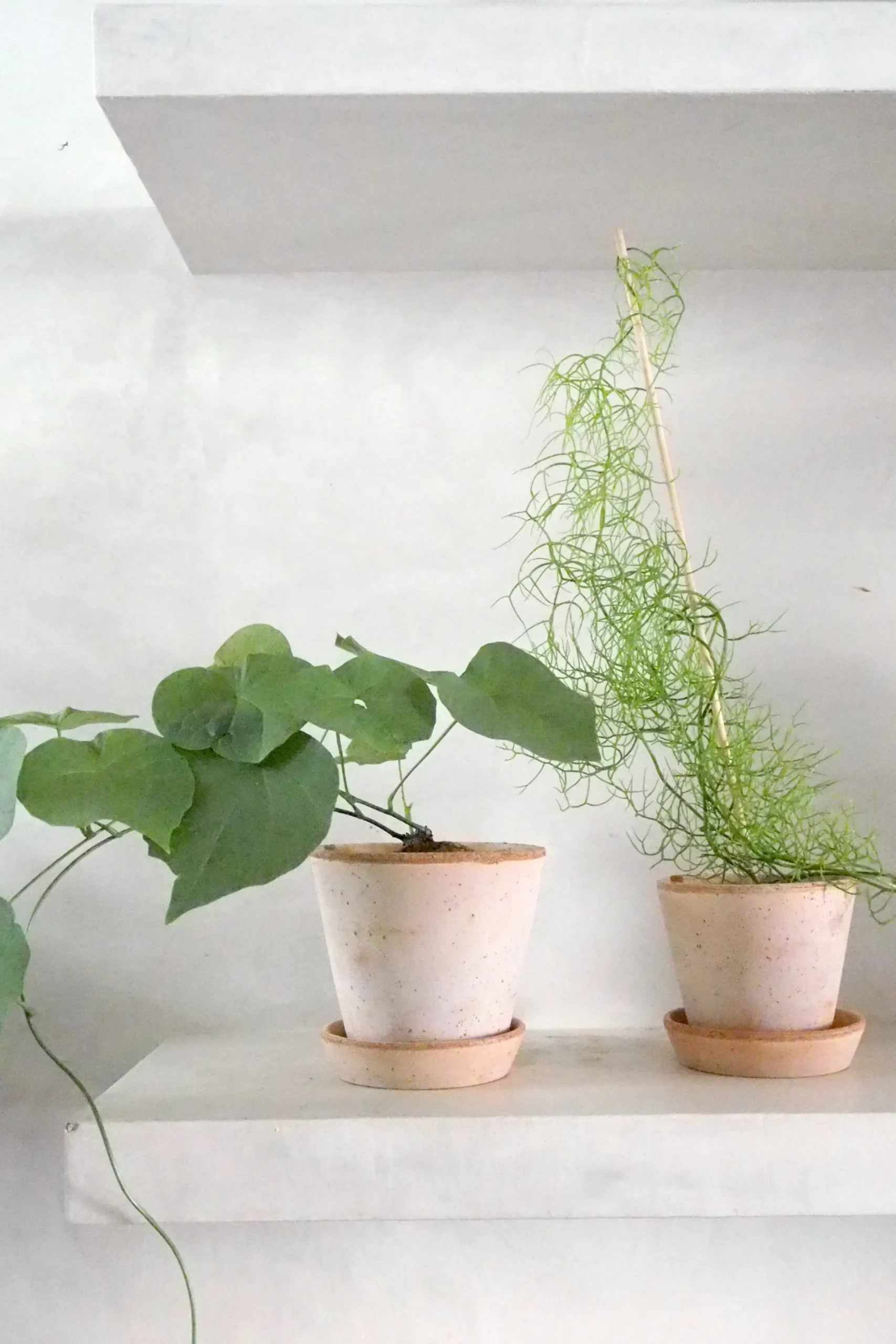 Ørkenplanter Og Knoldplanter^PLANT Bowiea volubilis