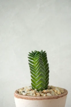 Ørkenplanter Og Knoldplanter^PLANT Buddhas Temple