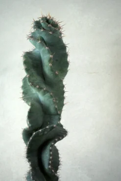 Ørkenplanter Og Knoldplanter^PLANT Cerus peruvianus spiralis kaktus