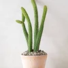 Ørkenplanter Og Knoldplanter^PLANT Cleistocactus samaipatanus