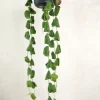 Hængeplanter|Tropiske Planter^PLANT Dischidia Platyphylla