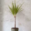 Danskavlede Planter^PLANT Dracena