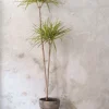Gulvplanter Og Store Træer|Danskavlede Planter^PLANT Dracena, stor