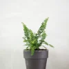 Danskavlede Planter^PLANT Duffy bregne