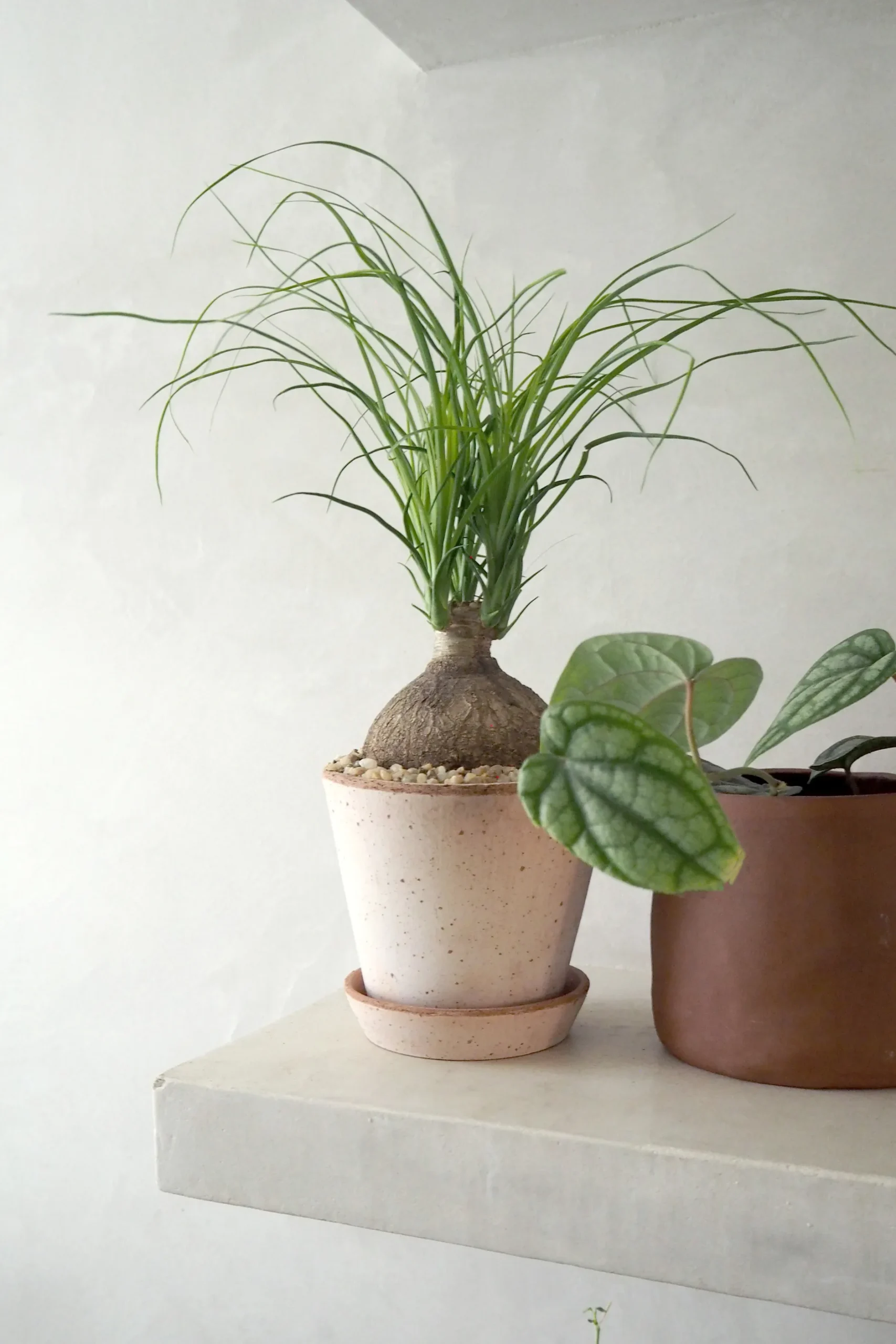 Ørkenplanter Og Knoldplanter^PLANT Elefantfod, medium