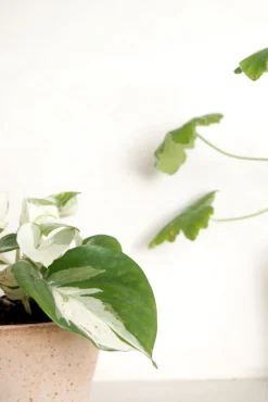 Hængeplanter|Tropiske Planter^PLANT Epipremnum
