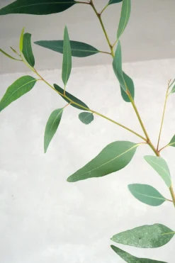 Danskavlede Planter^PLANT Eucalyptus langbladet