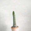 Ørkenplanter Og Knoldplanter^PLANT Eulychnia Castanea spiralis
